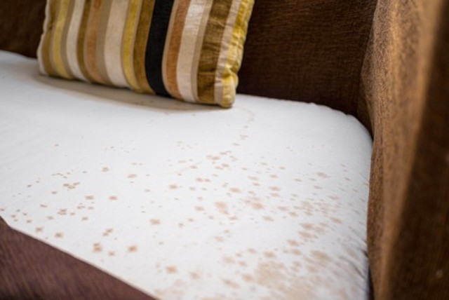 How To Get Mold Out Of Sofa