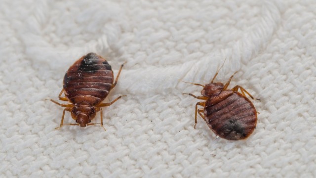 Maintaining a Bed Bug-free Environment