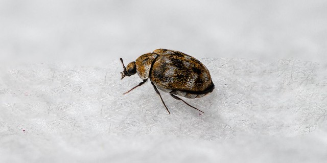 How To Get Rid Of Carpet Beetles In Mattress