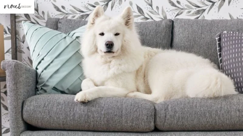 Are your pets ready to move on to a white sofa