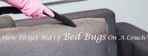 How To Get Rid Of Bed Bugs On A Couch? (2024)
