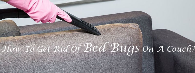 How To Get Rid Of Bed Bugs On A Couch