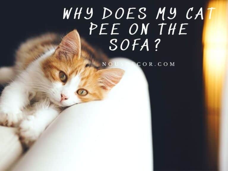 Why Does My Cat Pee On The Sofa? A Full Guide (2023)
