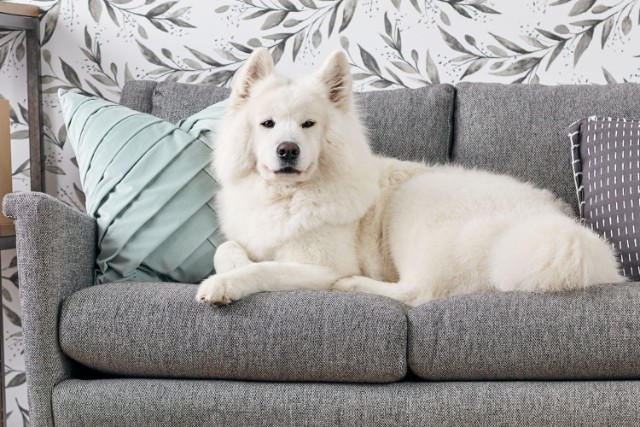 Are your pets ready to move on to a white sofa?