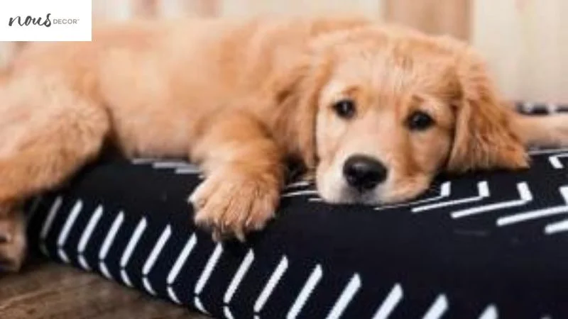 Provide your dog with a new bed and Show him how to use the dog bed 