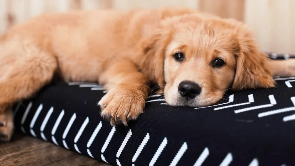 Provide your dog with a new bed and Show him how to use the dog bed