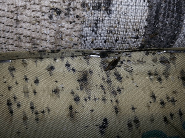 Signs of Bed Bugs in the Couch