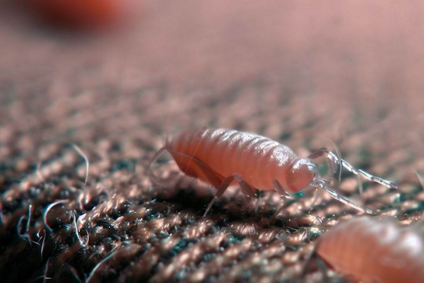 How To Get Rid Of Fleas On Sofa – Couch Cleaning Guide