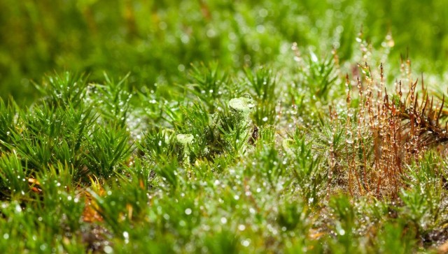 Keep the moss hydrated by misting it with water