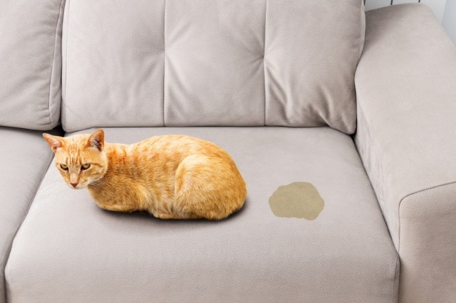 How To Clean Cat Pee From Sofa