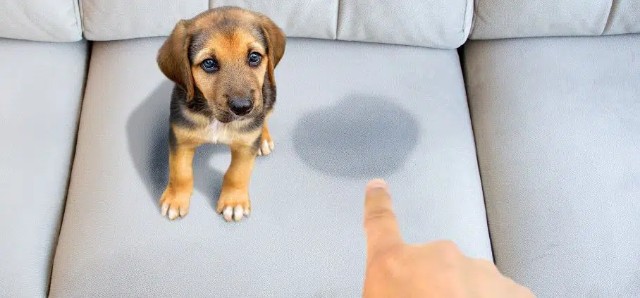 How To Clean Dog Pee From Sofa