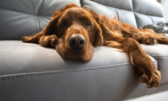 How To Clean Sofa From Dog Hair