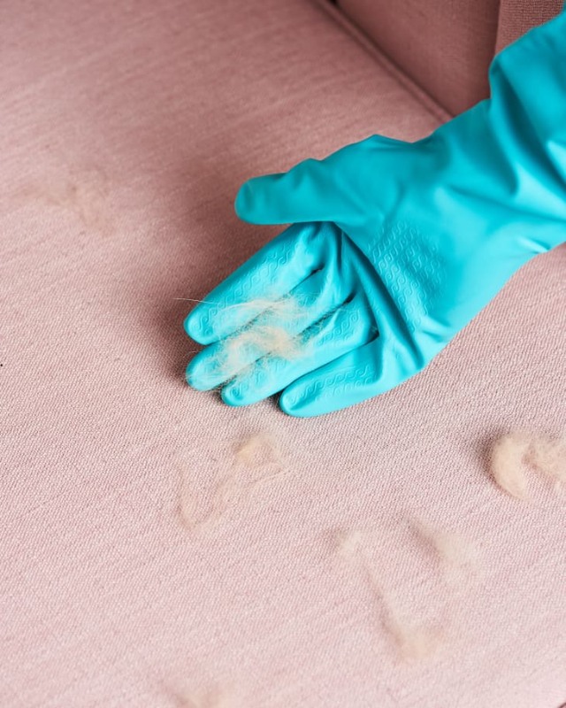 Use a Rubber Glove to Remove Dog Hair off Your Couch