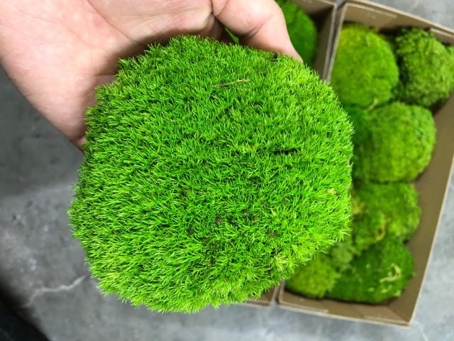 Gathering the Necessary Materials for Your Living Moss Wall Decor