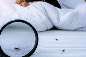Can Bed Bugs Bite Through Mattress Encasements