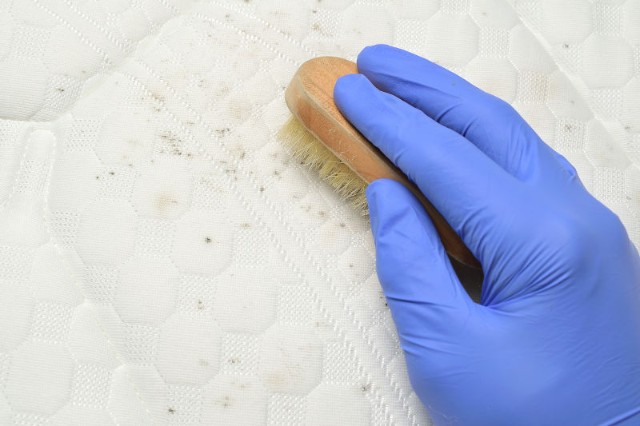 How To Clean a Mold-Infested Bed
