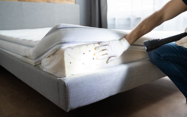 Can Bed Bugs Bite Through Mattress Encasements