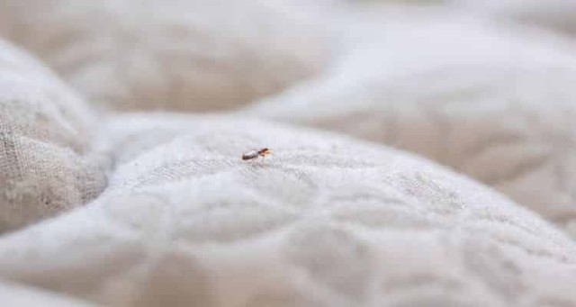 How To Prevent Bed Bug Infestation on Air Mattresses