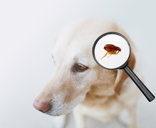 Treating Your Pets for Fleas