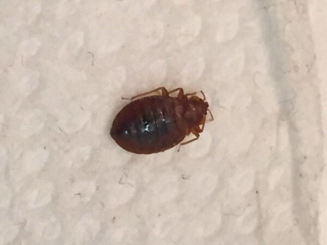 How to Know if there's Bed Bugs on Your Mattress Covers