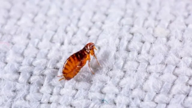 How To Get Rid Of Fleas On Sofa
