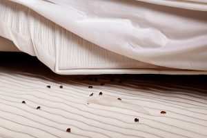 Will A Mattress Protector Stop Bed Bugs At All?