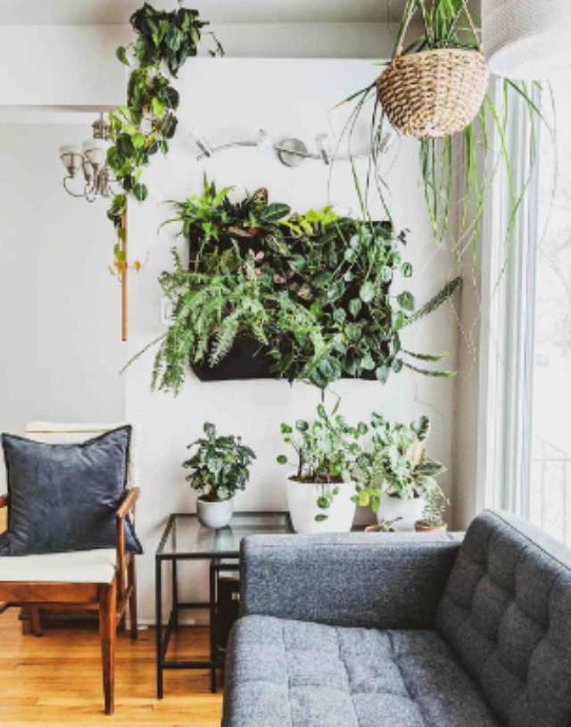 Caring for Plants in Wall Decor